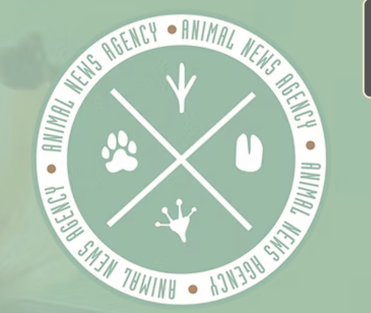 Animal News Agency logo